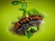 Cluiche Jigsaw Ainmhithe Larva Bolb ar líne