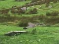 Cluiche Pigeons Fiach  ar líne