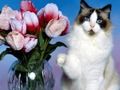 Cluiche Puzal Cats Greannmhar  ar líne