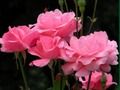 Cluiche Rósanna Pink  ar líne