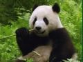 Cluiche Puzal Pandas  ar líne