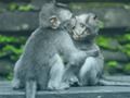 Cluiche Jigsaw Chimpanzee  ar líne