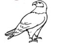 Cluiche Leabhar Dathúcháin Iolair  ar líne