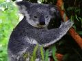 Cluiche Béar gleoite Koala Baby  ar líne
