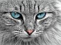 Cluiche Míreanna mearaí Cat Eye  ar líne