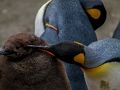 Cluiche Jigsaw Penguin Impire  ar líne
