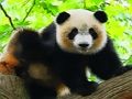 Cluiche Panda gleoite gleoite  ar líne