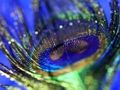 Cluiche Jigsaw Cleite Peacock  ar líne