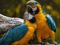 Cluiche Jigsaw Parrot  ar líne