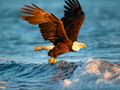 Cluiche Ainmhithe Jigsaw Puzzle Eagle  ar líne