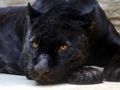 Cluiche Jigsaw Panther Dubh  ar líne