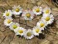 Cluiche Jigsaw Croí Daisy  ar líne
