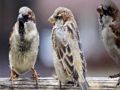 Cluiche Jigsaw Teaghlaigh Sparrow  ar líne