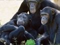 Cluiche Cluiche Éalú Jungle Chimpanzee Greannmhar  ar líne
