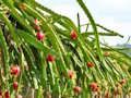 Cluiche Cluiche Dragon Fruit Escape Ainmhithe  ar líne