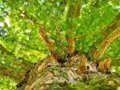 Cluiche Jigsaw Craobhacha Crann  ar líne