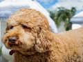 Cluiche Cluiche Puzal Labradoodle  ar líne