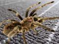 Cluiche Cluiche Spider Hidden Difríocht ar líne ar líne Cluiche Cluiche Spider Hidden Difríocht ar líne ar líne