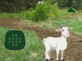 Cluiche Gabhar Faigh an Leanbh  ar líne