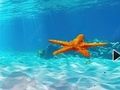 Cluiche Cluiche Éalú ó Starfish Faoi Uisce  ar líne
