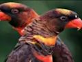 Cluiche Jigsaw Parrot Oráiste  ar líne