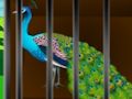 Cluiche Saor in aisce an áilleacht caged  ar líne
