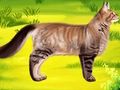 Cluiche Cat Pet Dochtúir Fiaclóir  ar líne