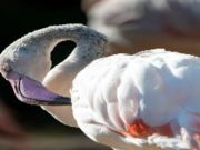 Cluiche Jigsaw Éan Flamingo  ar líne