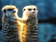Cluiche Jigsaw lánúin meerkat  ar líne