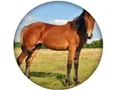 Cluiche Animal Quiz ar líne