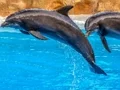 Cluiche Sea Dolphin Jigsaw ar líne