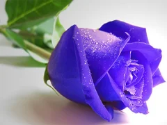 Cluiche Blue Roses ar líne