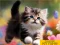 Cluiche Puzzle Sliding Kittens ar líne