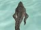 Cluiche Crocodile Simulator Beach Hunt ar líne