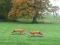Cluiche Hunted Fox ar líne