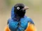 Cluiche Animal Puzzle: Wildlife & Logic ar líne