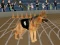 Cluiche Crazy Dog Racing Fever ar líne
