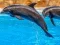 Cluiche Sea Dolphin Jigsaw ar líne