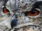 Cluiche Wild owl Jigsaw ar líne