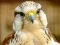 Cluiche Gyrfalcon Jigsaw ar líne