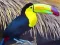 Cluiche Toucan Bird Jigsaw ar líne
