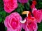 Cluiche Precious Rose Escape ar líne