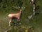 Cluiche Sniper Hunting Deadly Animal ar líne