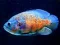 Cluiche Tiger Fish Jigsaw ar líne