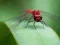 Cluiche Dragon Fly Jigsaw ar líne