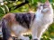 Cluiche Rotate Puzzle - Cats and Dogs ar líne