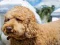 Cluiche Labradoodle Jigsaw ar líne