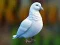 Cluiche Realistic Pigeon Rescue ar líne
