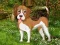 Cluiche Flower Garden Dog Escape ar líne