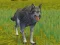 Cluiche The Wolf: Wild Animal Simulator ar líne